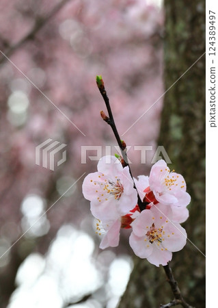 Apricot flowers herald the arrival of spring 124389497