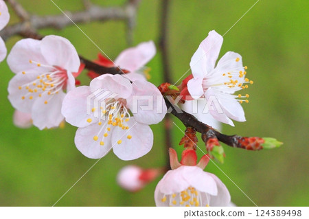 Apricot flowers herald the arrival of spring 124389498