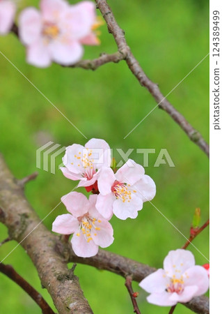 Apricot flowers herald the arrival of spring 124389499