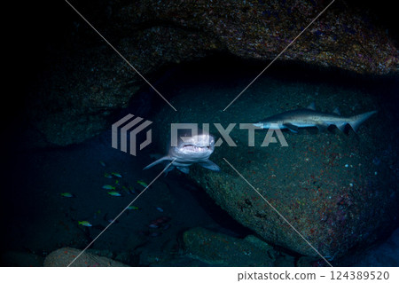 Grey Shark, Tokyo, Ogasawara 124389520