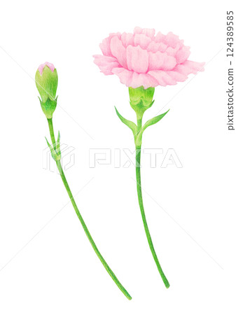 Hand-drawn illustration of carnation flower. Hand-drawn illustration of carnation flower. 124389585
