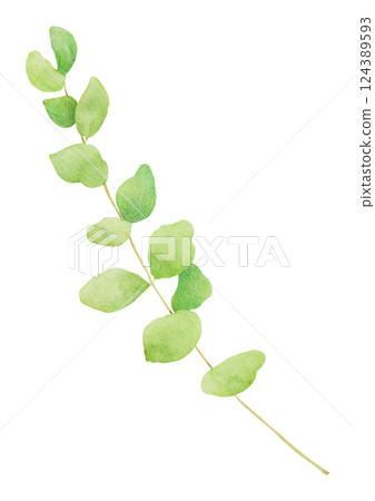 Hand-drawn illustration of eucalyptus. 124389593
