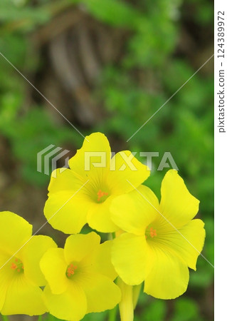 黃色Kabaki花 124389972