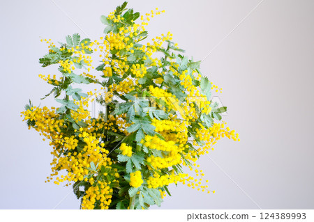 景觀與含羞草 124389993