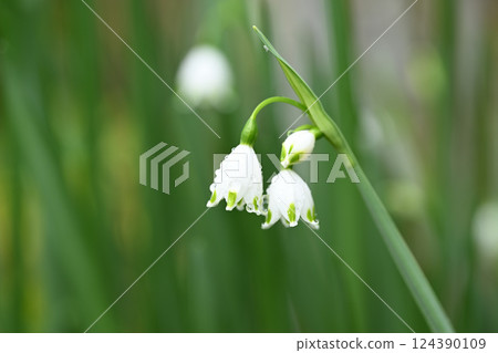 Spring rain and lily of the valley daffodil (Suzuran daffodil) 124390109