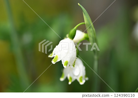 春雨和鈴蘭水仙（鈴蘭水仙） 124390110
