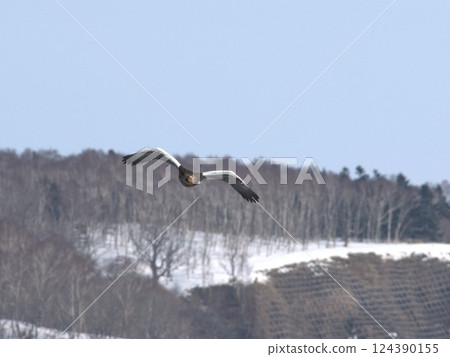 A Steller's sea eagle coming towards us from the mountains 124390155