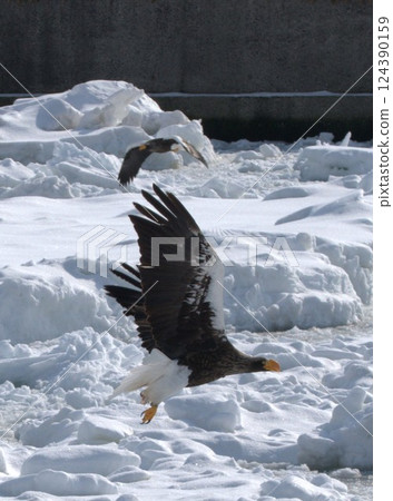 Great eagle flying on ice floe Great eagle flying on ice floe 124390159