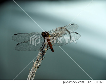 Dragonfly that fits in branches Dragonfly that fits in branches 124390160