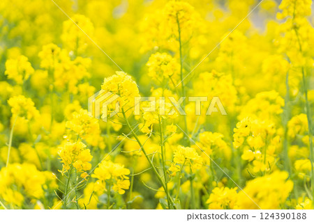 Spring-colored rapeseed field② Spring-colored rapeseed field② 124390188