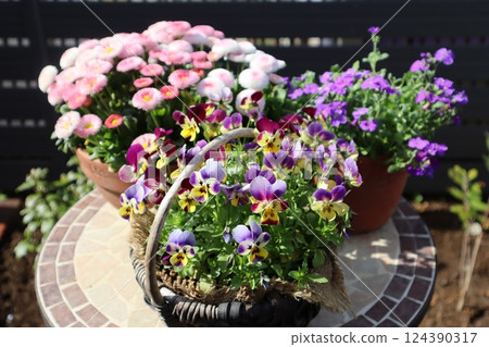 spring flower pot spring flower pot 124390317