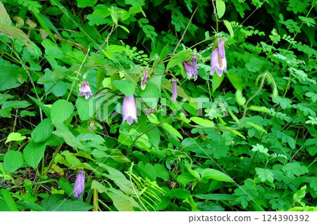 Bellflowers blooming in early summer [Tsukui, Sagamihara City, June] 124390392