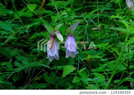 Two bellflowers bloom on the bank [Tsukui, Sagamihara City, June] 124390395