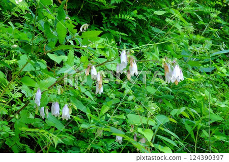 Bellflowers bloom in the grass [Tsukui, Sagamihara City, June] 124390397