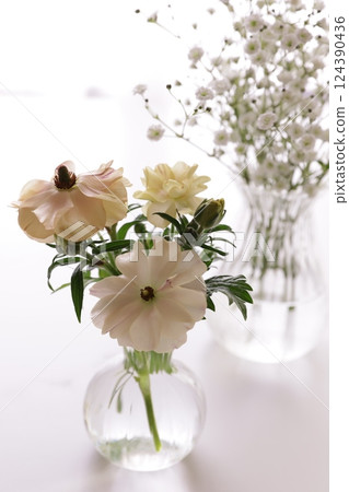 Ranunculus and Gypsophila Ranunculus and Gypsophila 124390436