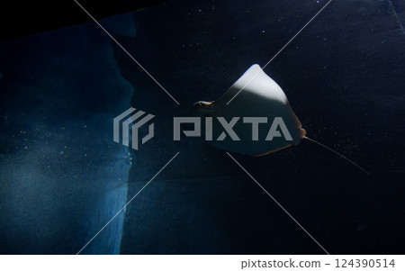 黑暗中游動的魟魚 124390514