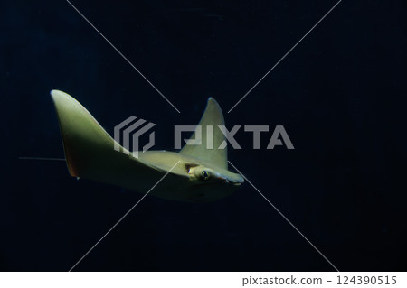 A stingray swimming in the darkness A stingray swimming in the darkness 124390515