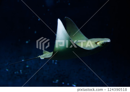 A stingray swimming in the darkness 124390518