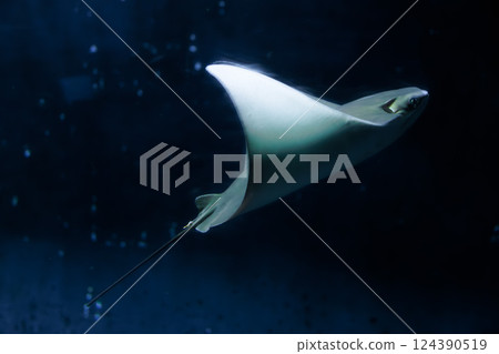 A stingray swimming in the darkness 124390519