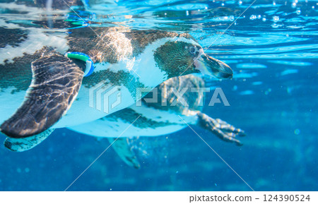 Humboldt penguins swimming underwater Humboldt penguins swimming underwater 124390524
