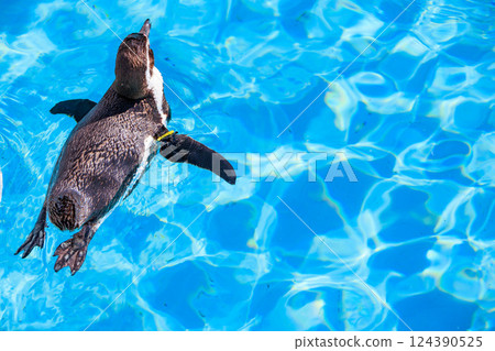 Humboldt penguin floating on the water Humboldt penguin floating on the water 124390525