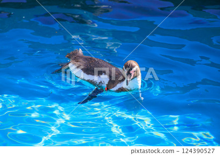 洪堡企鵝漂浮在水面上 124390527