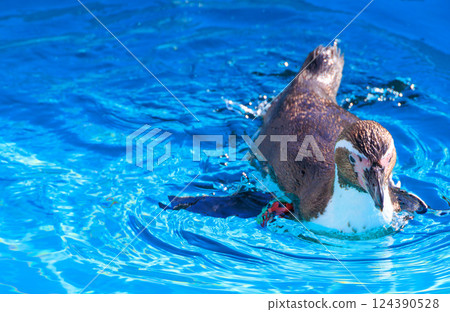 Humboldt penguin floating on the water 124390528