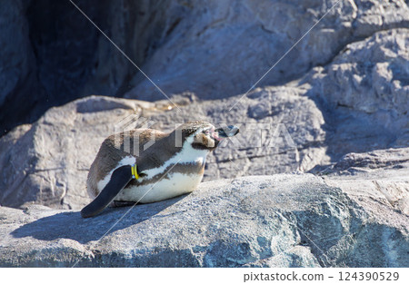 Humboldt penguin resting on a rock Humboldt penguin resting on a rock 124390529