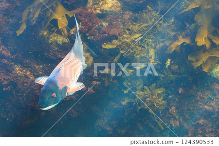 California Sheepshead at the Aquarium 124390533