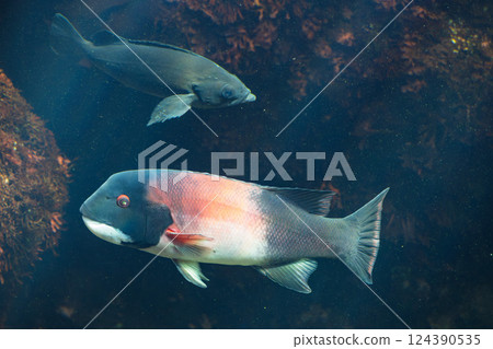 California Sheepshead at the Aquarium 124390535