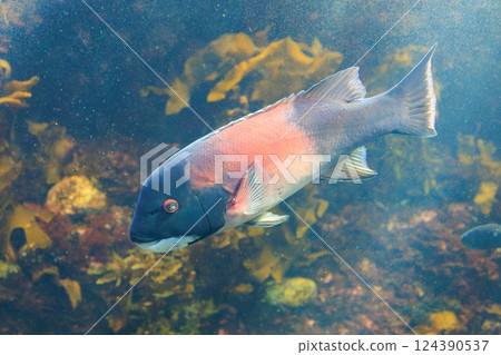 California Sheepshead at the Aquarium 124390537