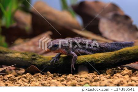 日本火肚new在水族館 124390541