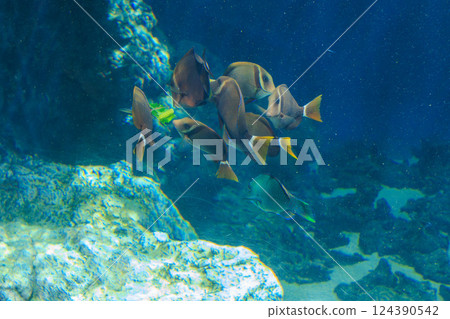 Surgeonfish swarming around bait 124390542