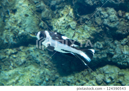 A juvenile spotted tarumi fish in an aquarium 124390543