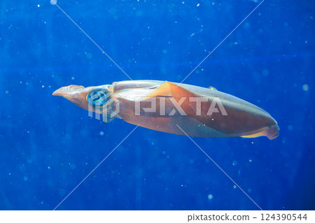 Bigfin reef squid at the aquarium 124390544