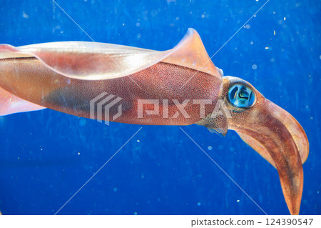 Bigfin reef squid at the aquarium Bigfin reef squid at the aquarium 124390547