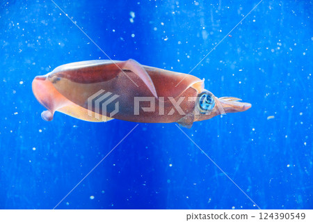 水族箱裡的大鰭礁魷魚 124390549