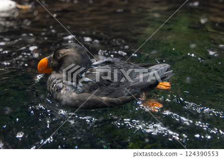 簇絨海鸚漂浮在水面上 124390553