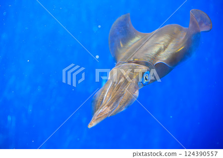 Bigfin reef squid at the aquarium 124390557