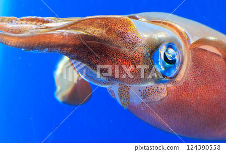 Bigfin reef squid at the aquarium Bigfin reef squid at the aquarium 124390558
