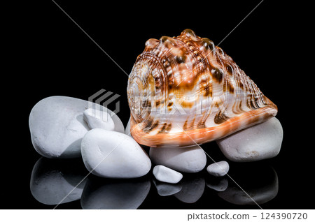Red Helmet Shell on White Stones Red Helmet Shell on White Stones 124390720