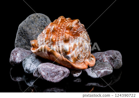 Beautiful Red Helmet Shell on Rocks 124390722