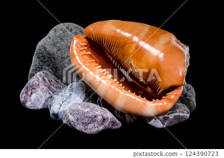 Beautiful Red Helmet Shell on Rocks Beautiful Red Helmet Shell on Rocks 124390723