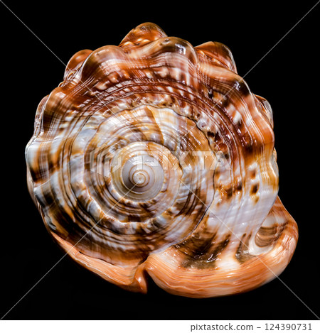 Red Helmet Shell on Black Background Red Helmet Shell on Black Background 124390731
