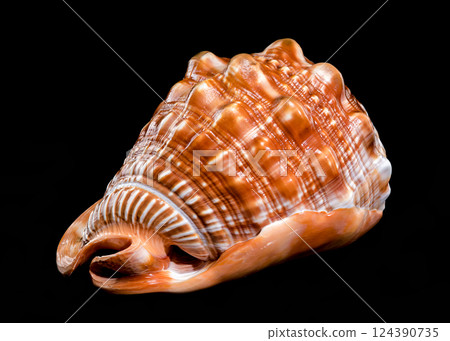 Red Helmet Shell on Black Background 124390735