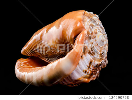 Red Helmet Shell on Black Background 124390738