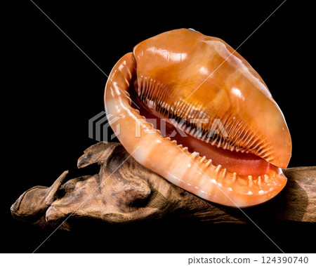 Red Helmet Shell on Driftwood black background 124390740