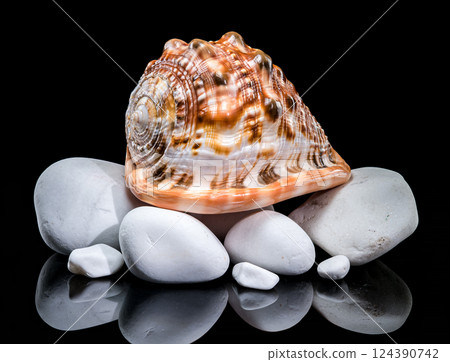Red Helmet Shell on White Stones 124390742