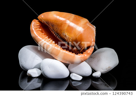Red Helmet Shell on White Stones Red Helmet Shell on White Stones 124390743