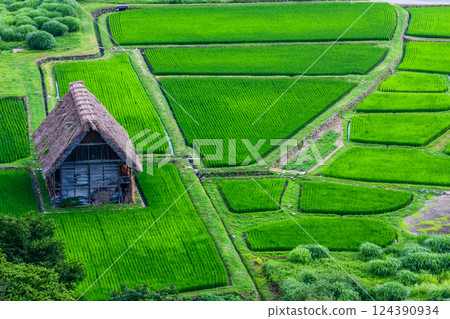 World Heritage Shirakawa Village (Shirakawa-go) Early summer rural scenery and Gassho-style houses from the observation deck July 124390934